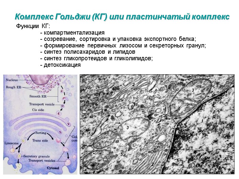 Комплекс Гольджи (КГ) или пластинчатый комплекс Функции КГ:   - компартментализация  